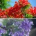 蓝花楹珍贵名树庭院园林绿化苗木南方种植观赏凤凰花风景