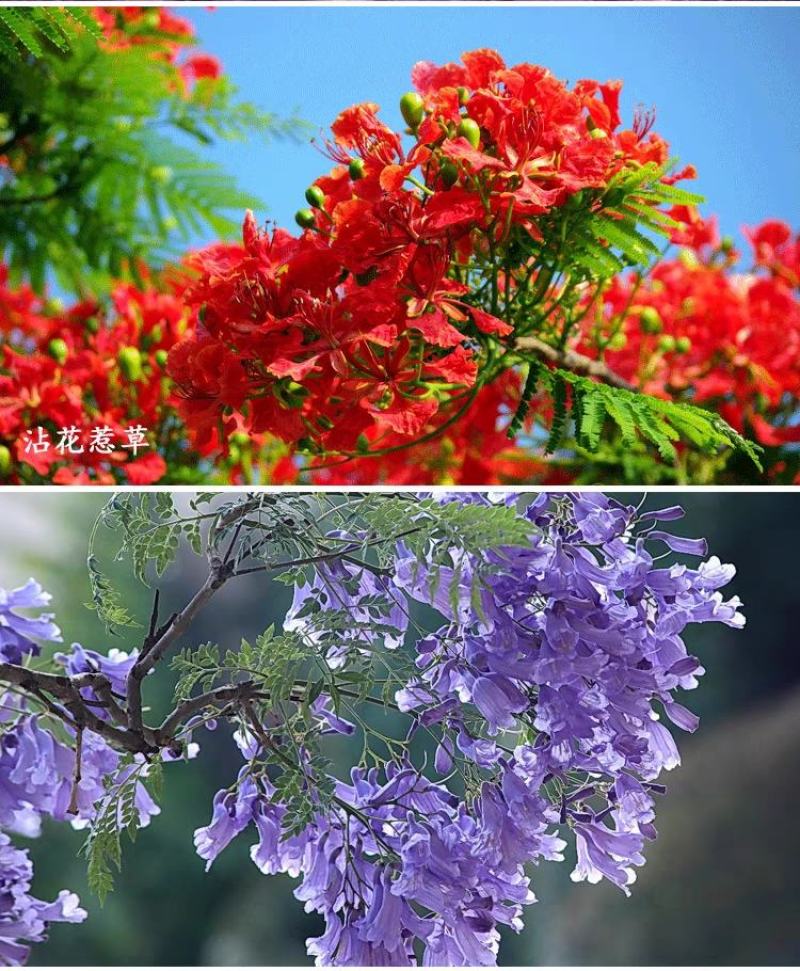 蓝花楹珍贵名树庭院园林绿化苗木南方种植观赏凤凰花风景