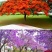 蓝花楹珍贵名树庭院园林绿化苗木南方种植观赏凤凰花风景