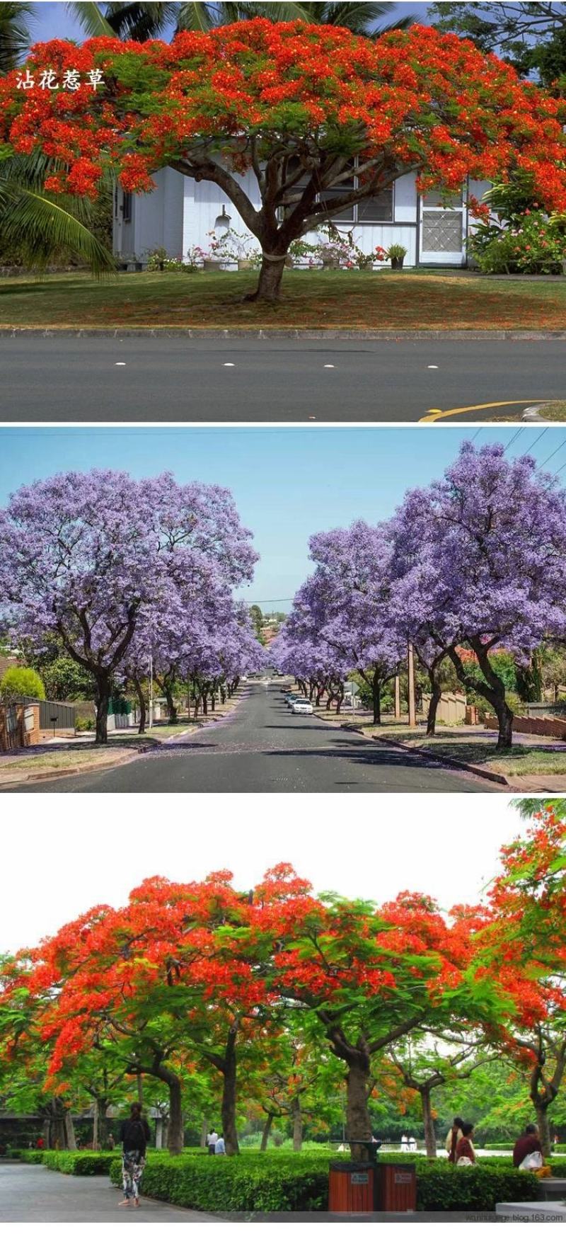 蓝花楹珍贵名树庭院园林绿化苗木南方种植观赏凤凰花风景