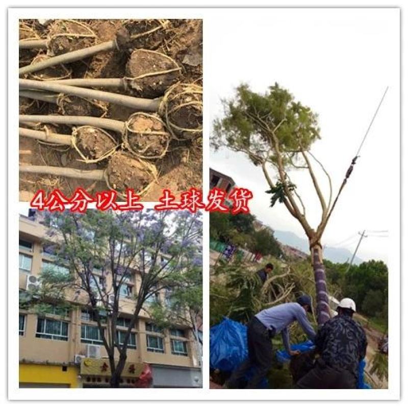 蓝花楹珍贵名树庭院园林绿化苗木南方种植观赏凤凰花风景