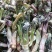 苦碟子，苦菜，小苦菜，苦麻子，东北特产，山野菜