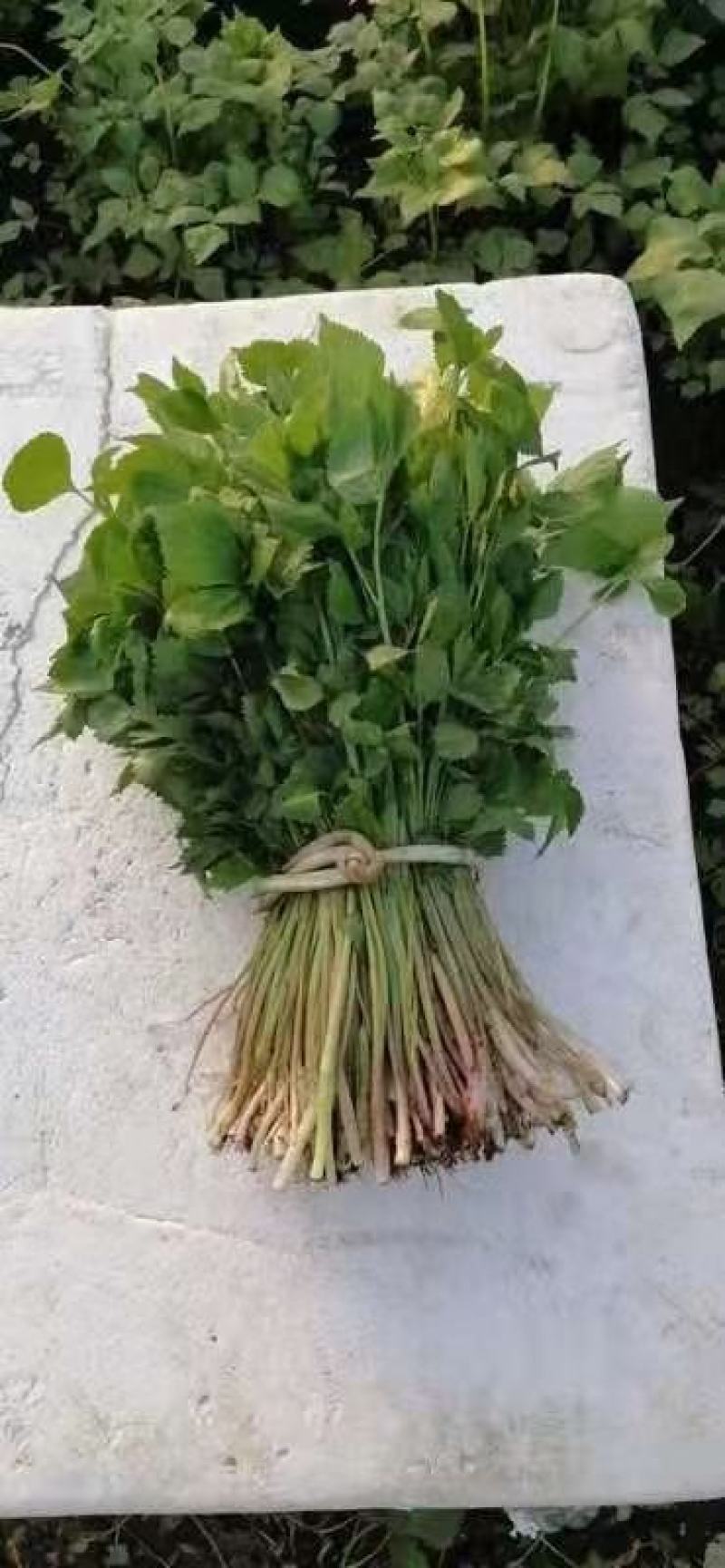 苦碟子，苦菜，小苦菜，苦麻子，东北特产，山野菜