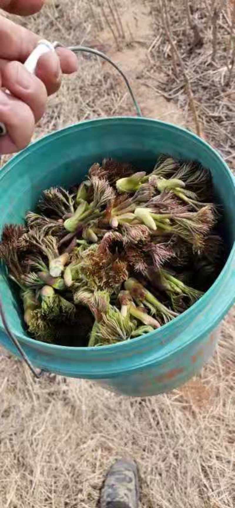 苦碟子，苦菜，小苦菜，苦麻子，东北特产，山野菜