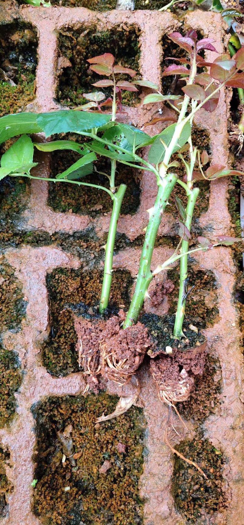 粉色玫瑰戴安娜玫瑰小苗可视频看货基地直销