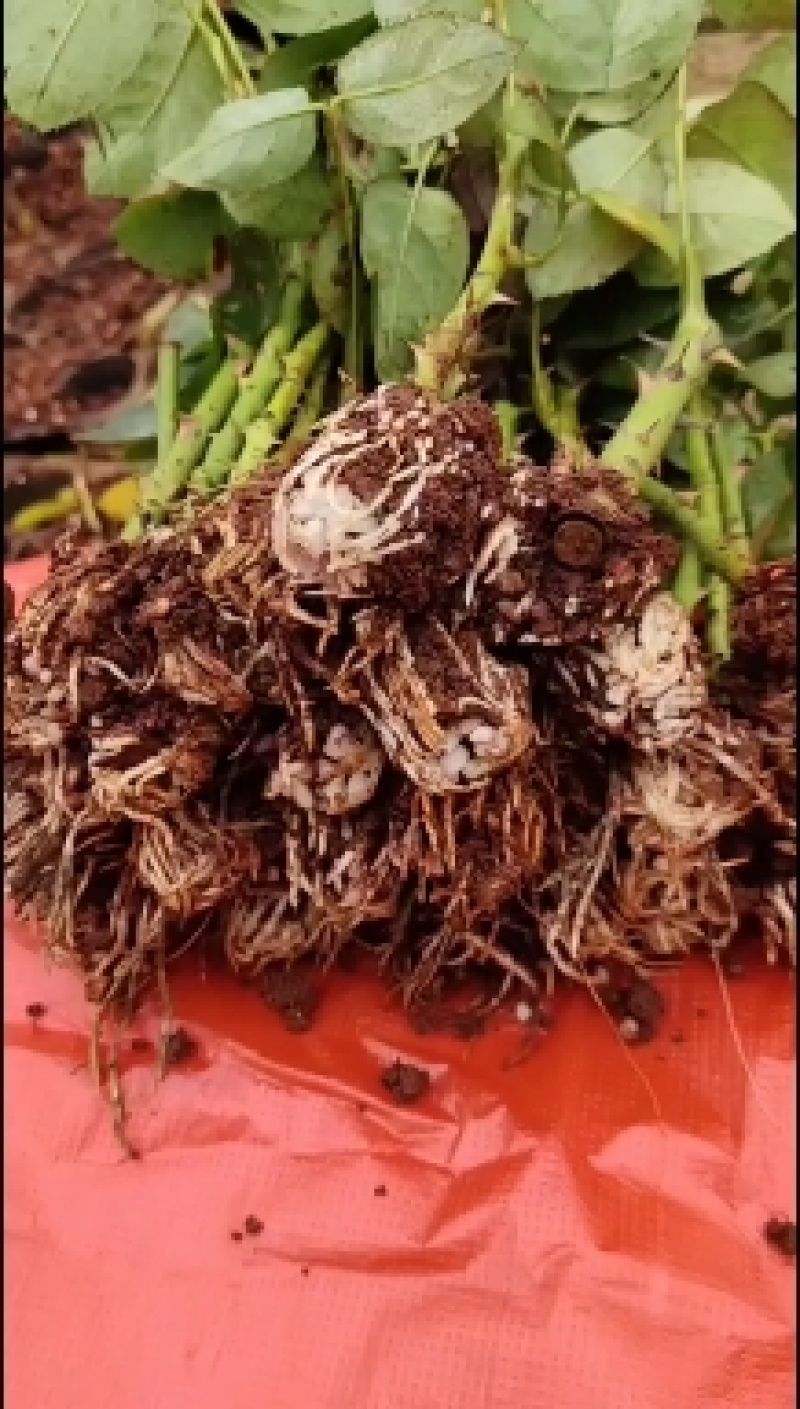 粉色玫瑰戴安娜玫瑰小苗可视频看货基地直销