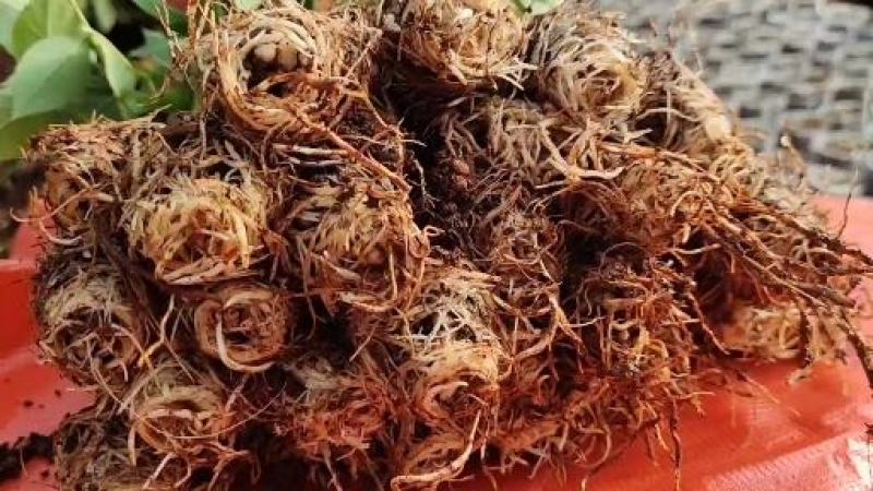粉色玫瑰戴安娜玫瑰小苗可视频看货基地直销