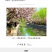 重瓣垂丝海棠树苗西府北美海棠庭院阳台四季花卉盆栽地栽绿化