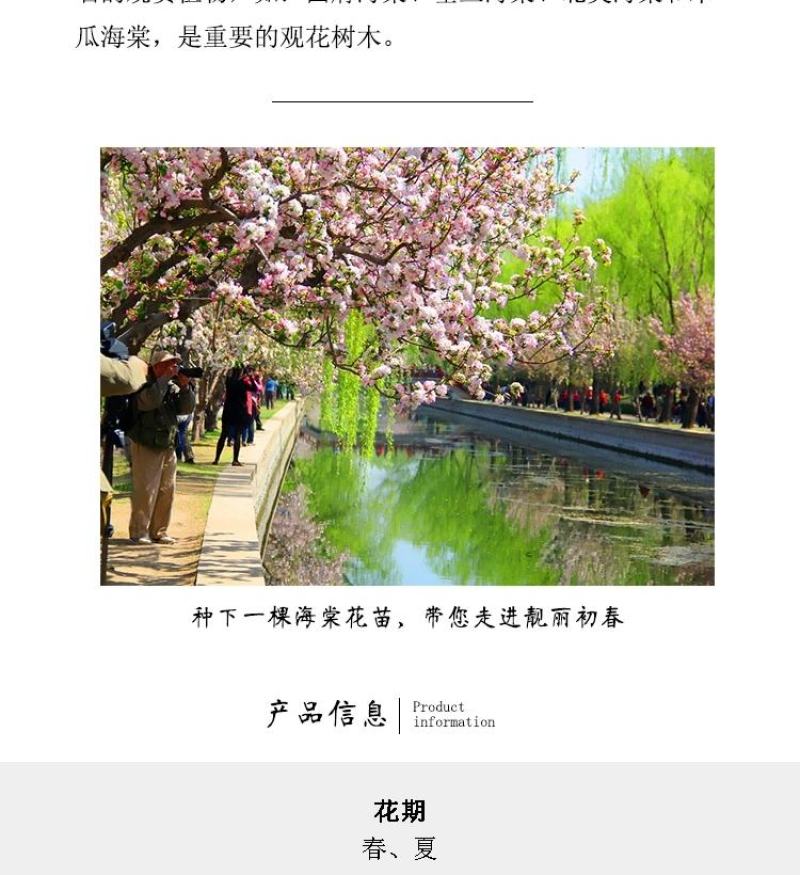 重瓣垂丝海棠树苗西府北美海棠庭院阳台四季花卉盆栽地栽绿化