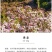 重瓣垂丝海棠树苗西府北美海棠庭院阳台四季花卉盆栽地栽绿化