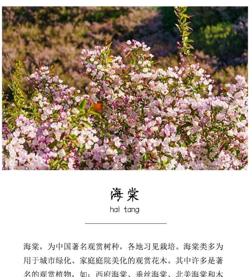 重瓣垂丝海棠树苗西府北美海棠庭院阳台四季花卉盆栽地栽绿化