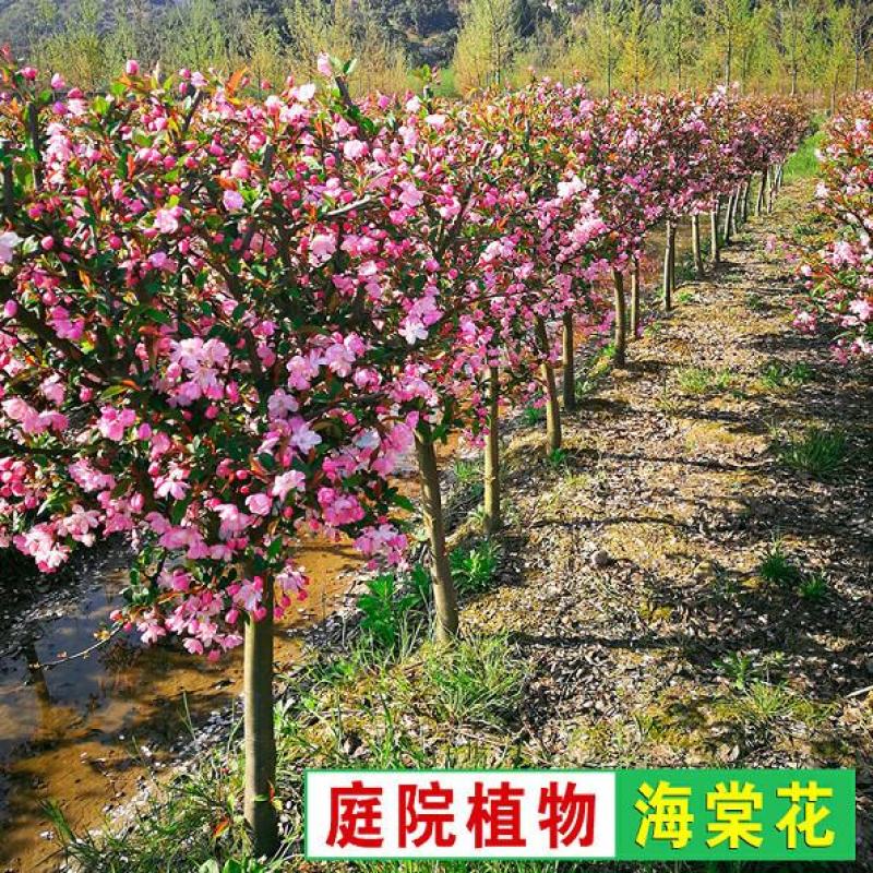重瓣垂丝海棠树苗西府北美海棠庭院阳台四季花卉盆栽地栽绿化