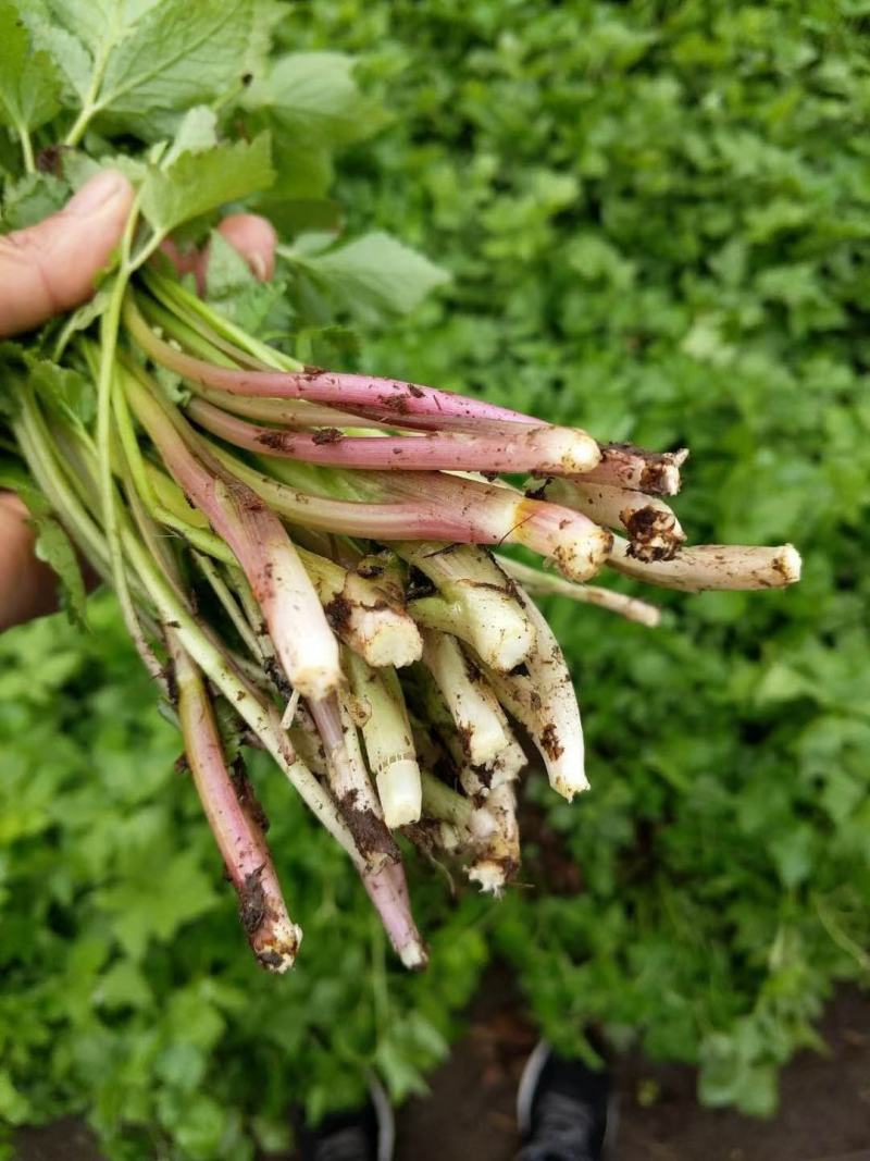刺嫩芽，刺老芽，乌龙头，东北特产，山野菜，野生蘑菇