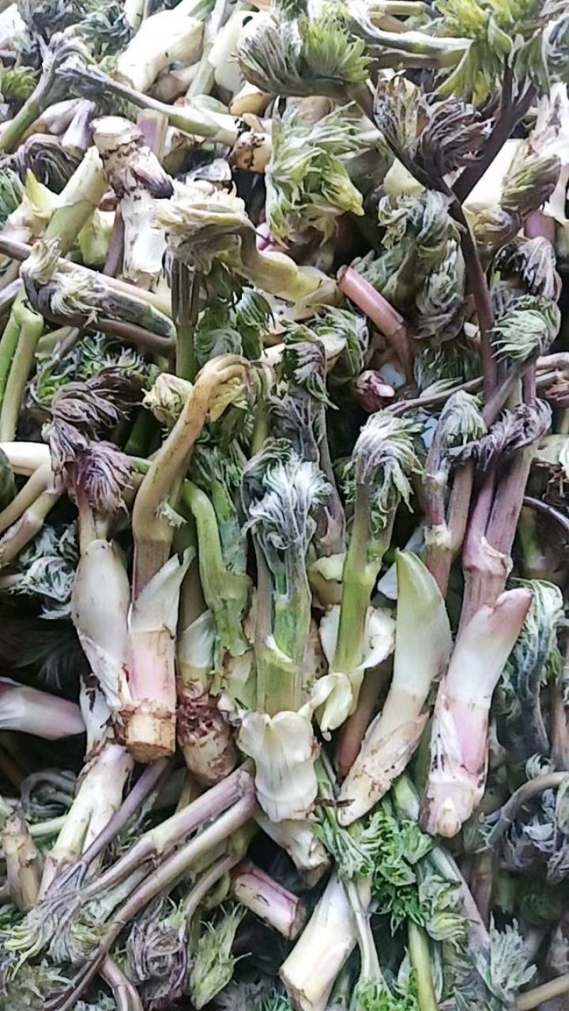 刺嫩芽，刺老芽，乌龙头，东北特产，山野菜，野生蘑菇