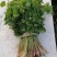 刺嫩芽，刺老芽，乌龙头，东北特产，山野菜，野生蘑菇