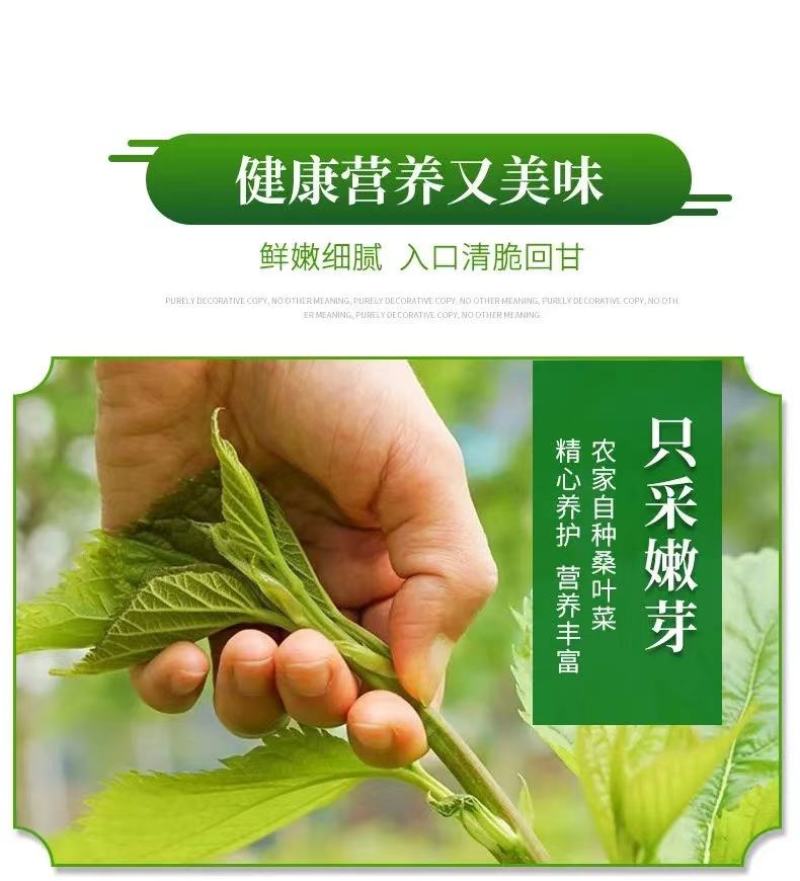 广东桑芽菜西安直接发