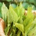 广东桑芽菜西安直接发