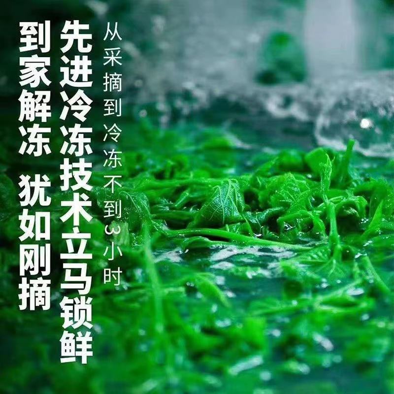 广东桑芽菜西安直接发
