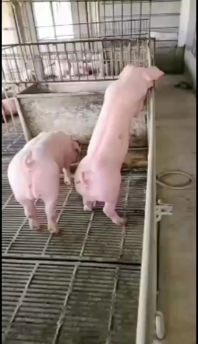 长白母猪发情长白母猪全国发货货到付款