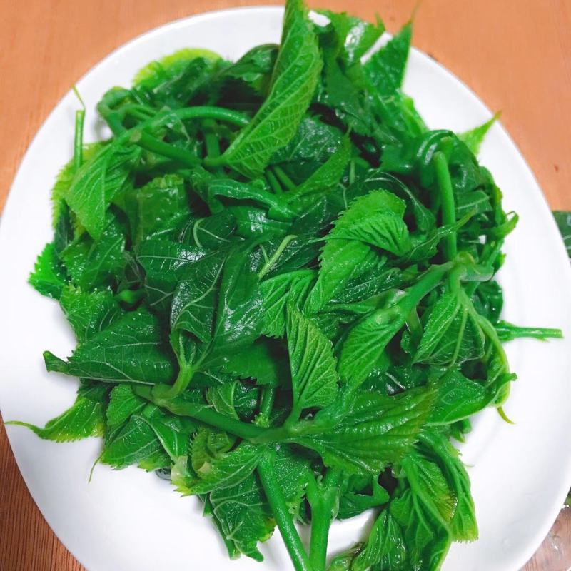 广东桑芽菜西安直接发