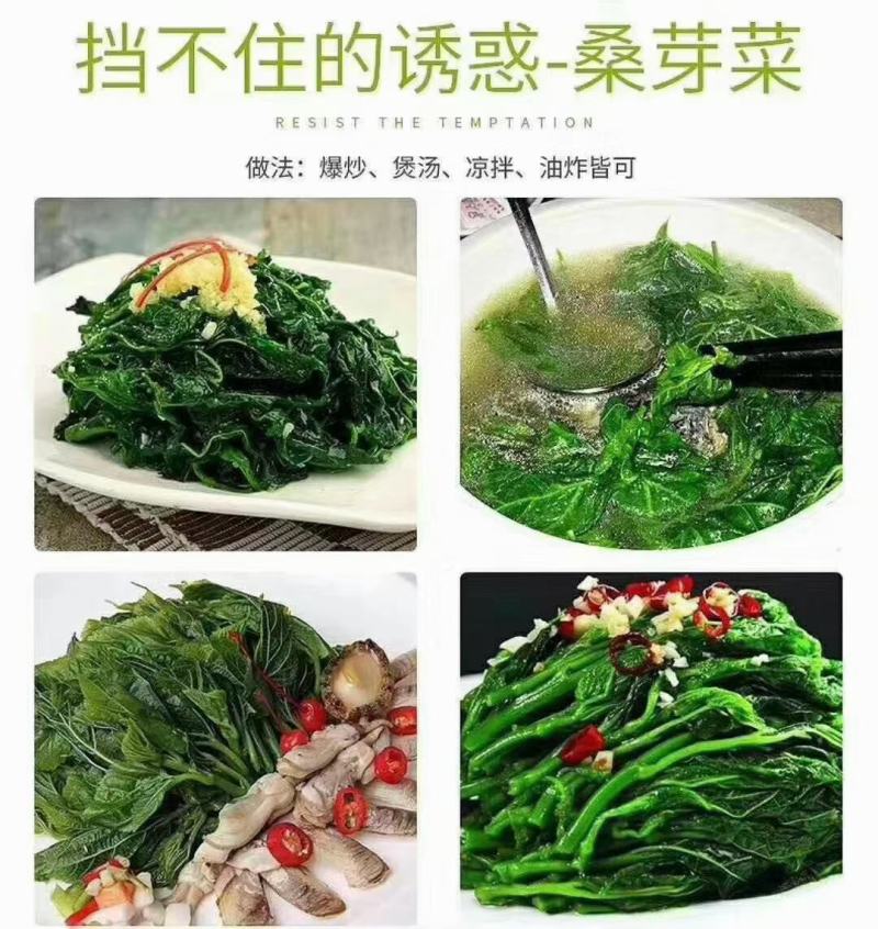 广东桑芽菜西安直接发