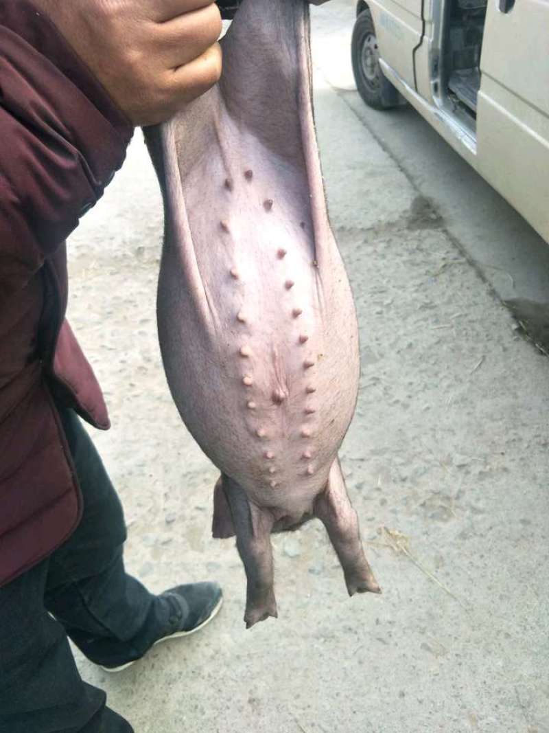出售二元母猪，发情怀孕二元母猪货到付款全国发货