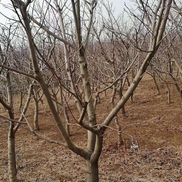 山楂树1020公分精品山楂树