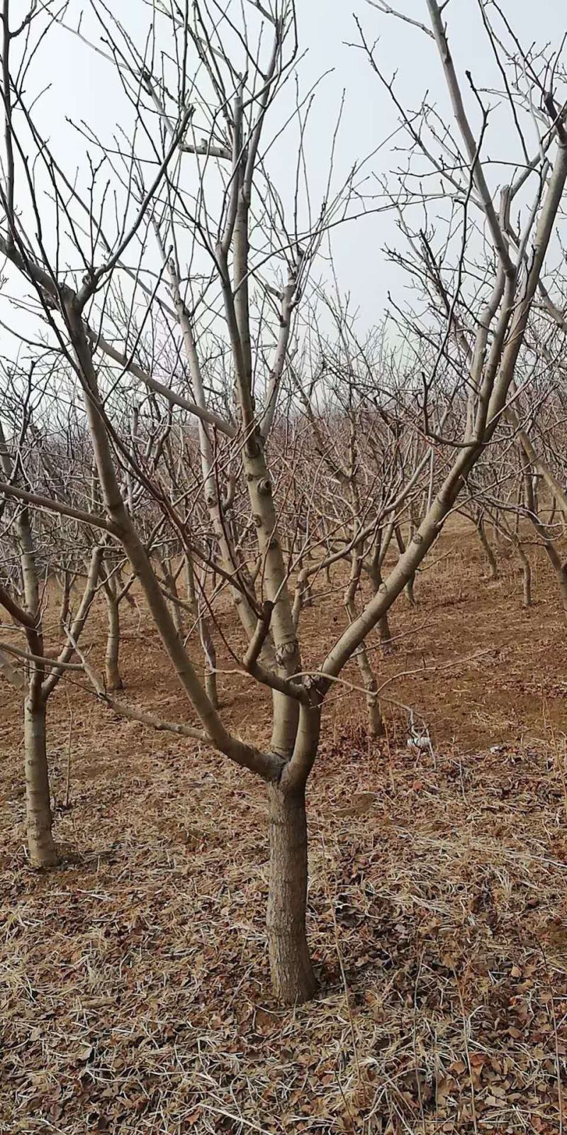 山楂树1020公分精品山楂树