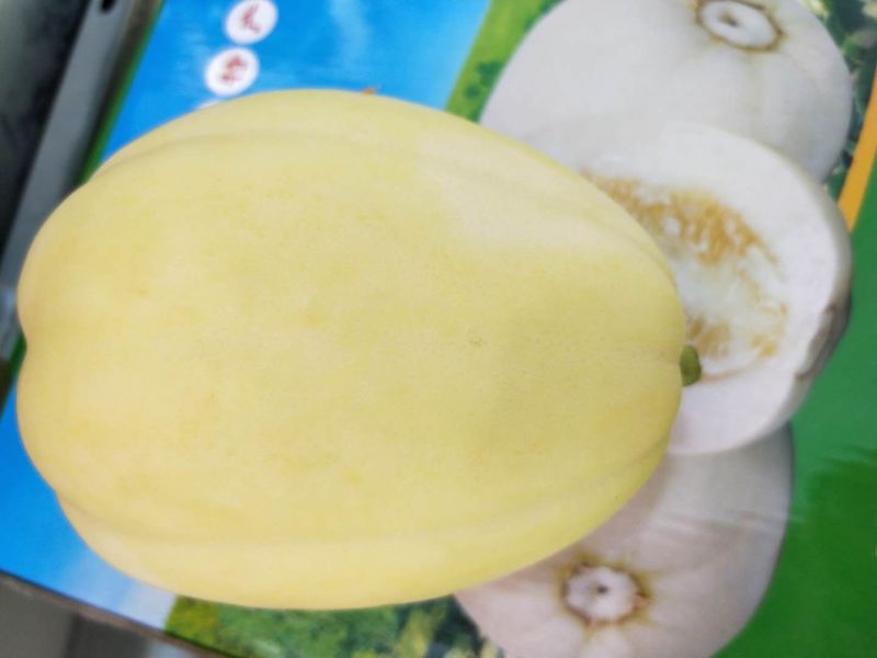 产地直销安家坪香瓜脆瓜甘肃省天水市秦安县（精品水果）