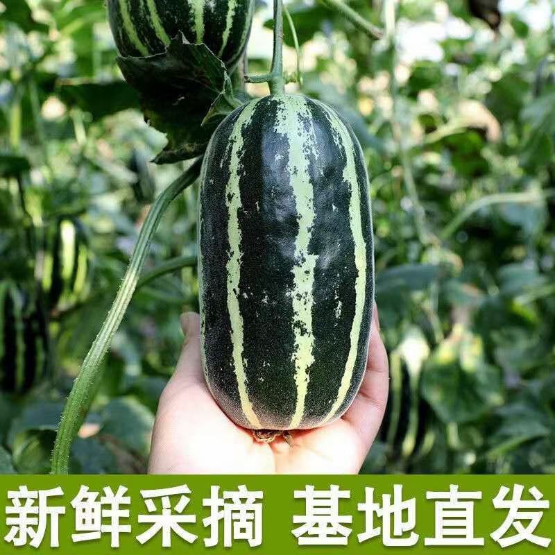 甜瓜，博洋九号，口感脆甜，爽囗