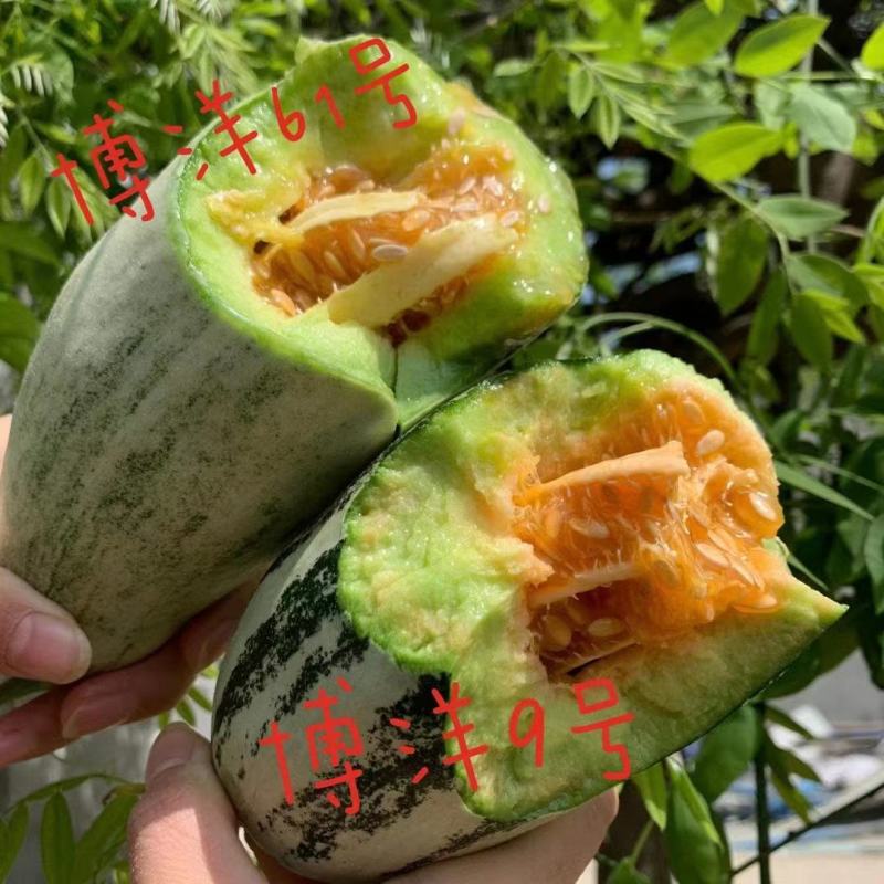 甜瓜，博洋九号，口感脆甜，爽囗