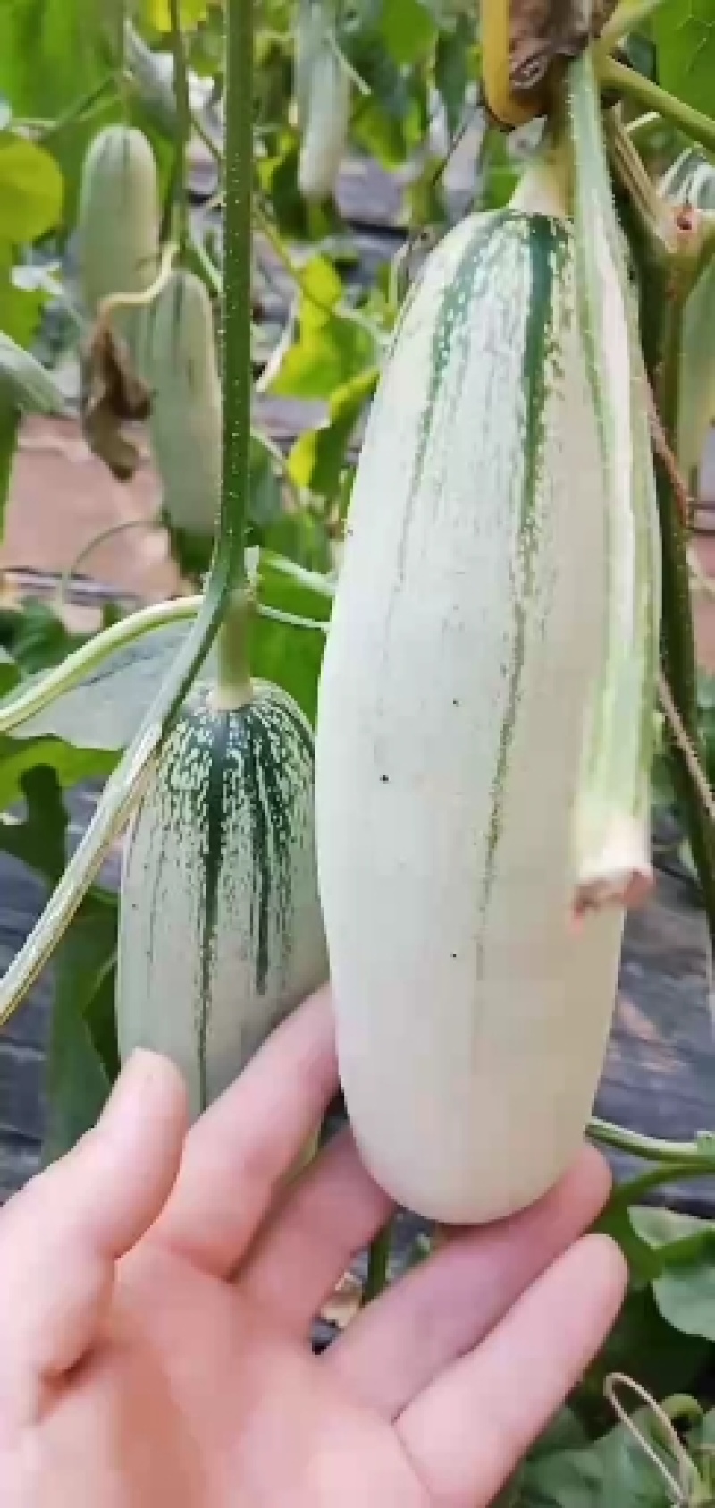 甜瓜，香瓜，博洋六一，脆甜爽囗，大量上市.