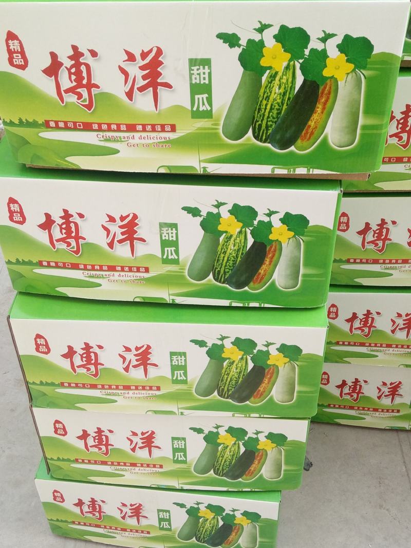 甜瓜，香瓜，博洋六一，脆甜爽囗，大量上市.