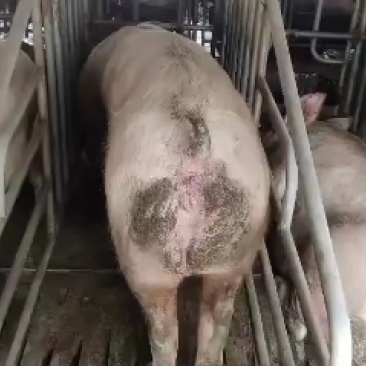 发情大母猪怀孕大母猪全国货到付款包成活率