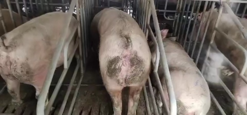 发情大母猪怀孕大母猪全国货到付款包成活率