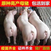 二元母猪，怀孕母猪全国货到付款，提供非洲猪瘟检测报告