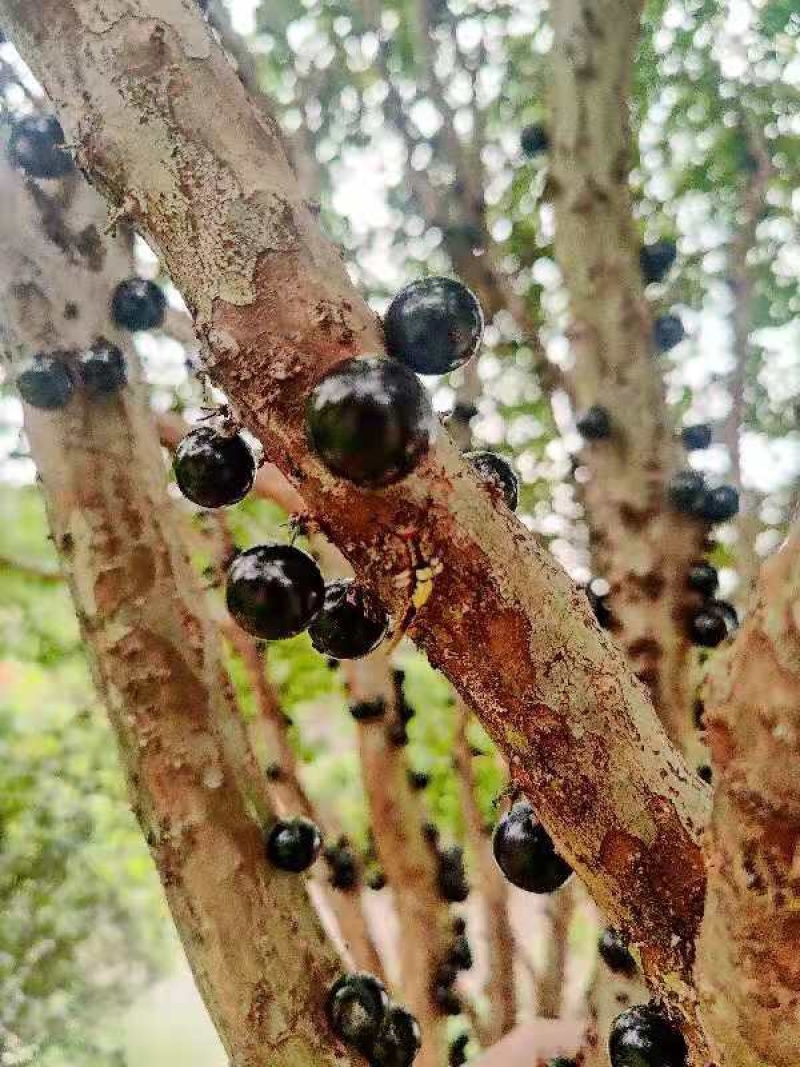 现在进行时，台湾嘉宝果，梅州自然环境种植，粒粒珍品。