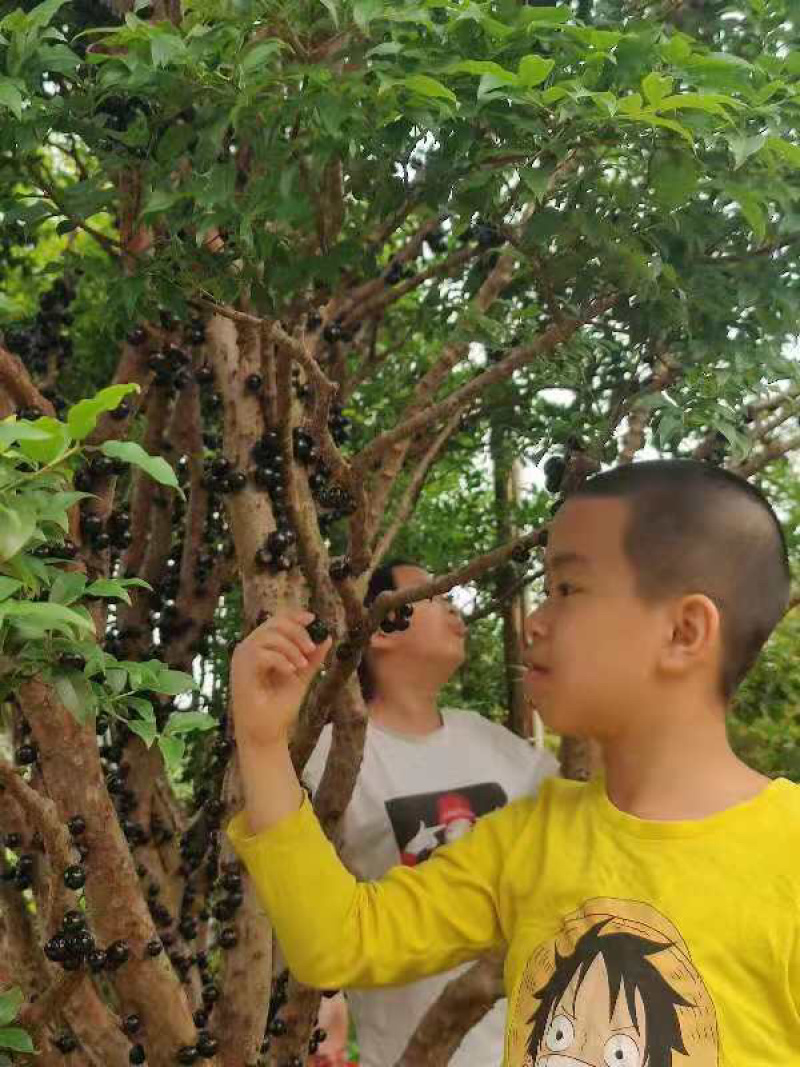 现在进行时，台湾嘉宝果，梅州自然环境种植，粒粒珍品。