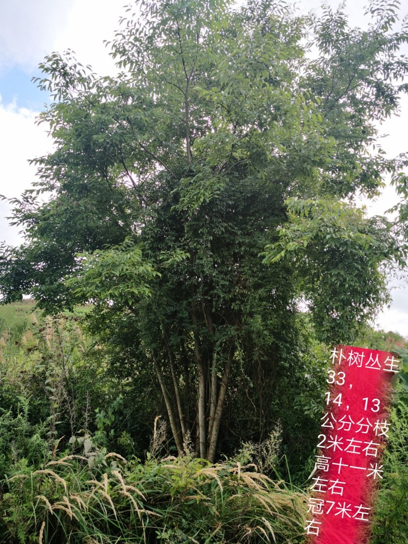 20公分一60公分朴树都有，丛生各种规格都有