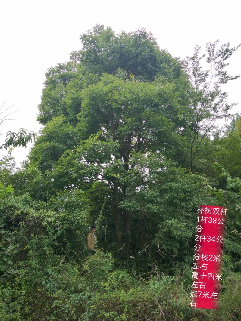 20公分一60公分朴树都有，丛生各种规格都有