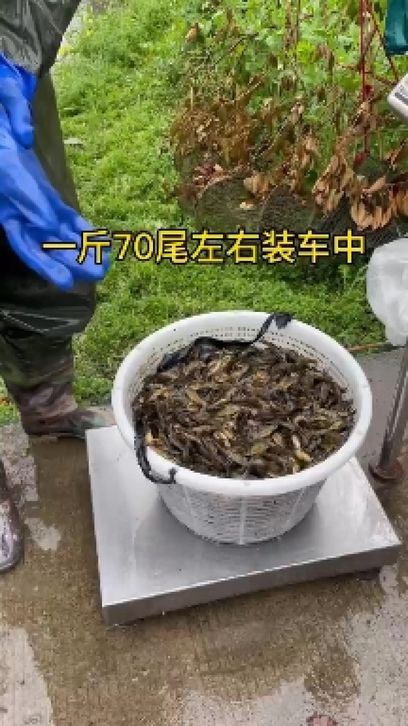 黄颡鱼苗，黄骨鱼苗出货中
