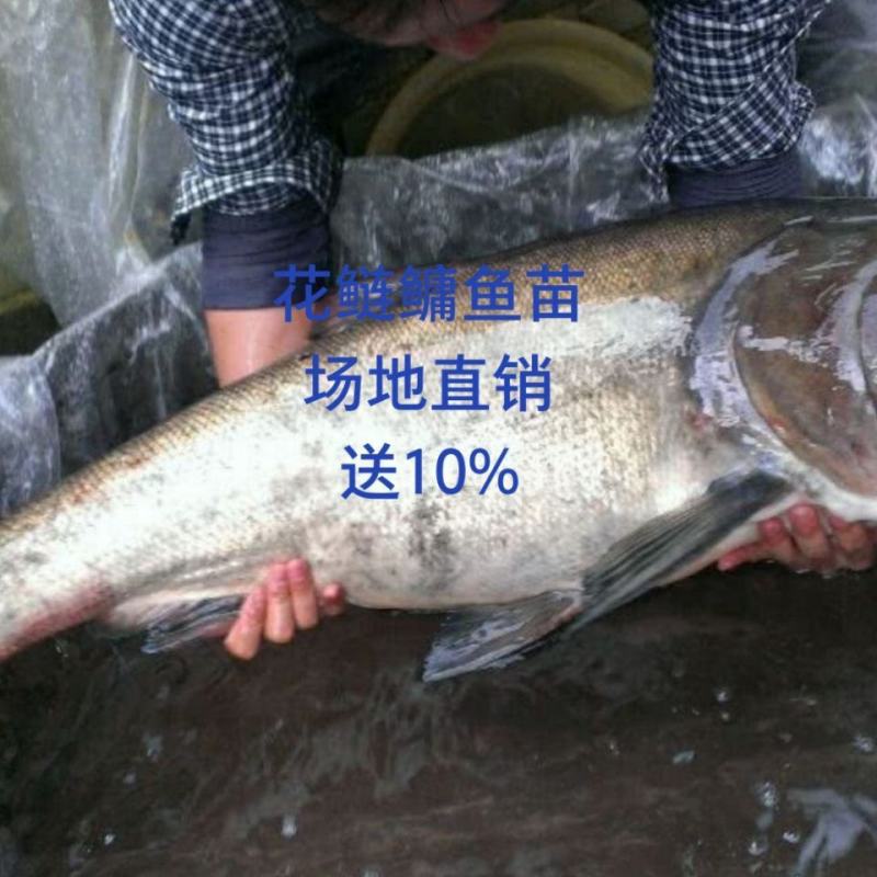 花鲢鱼苗，好养耐养，大规格，鳙鱼苗，白鲢