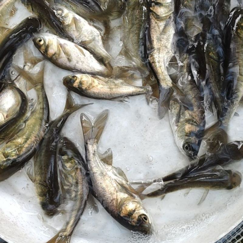 花鲢鱼苗，好养耐养，大规格，鳙鱼苗，白鲢