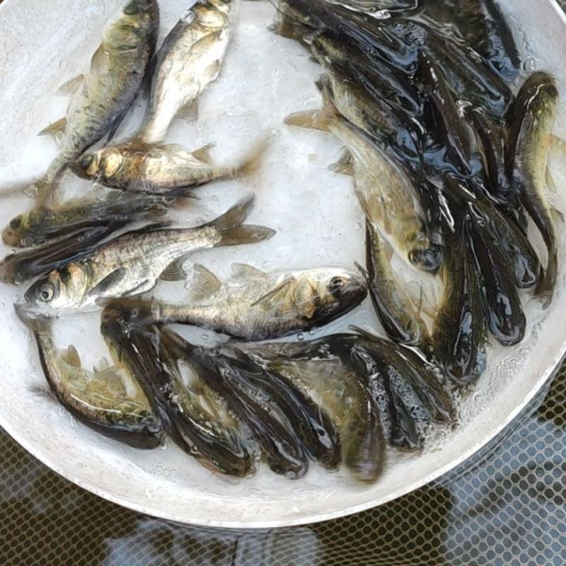 花鲢鱼苗，好养耐养，大规格，鳙鱼苗，白鲢