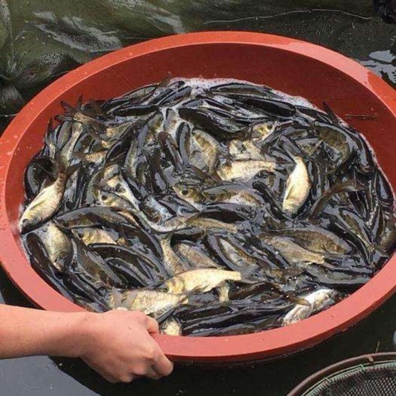 花鲢鱼苗，好养耐养，大规格，鳙鱼苗，白鲢