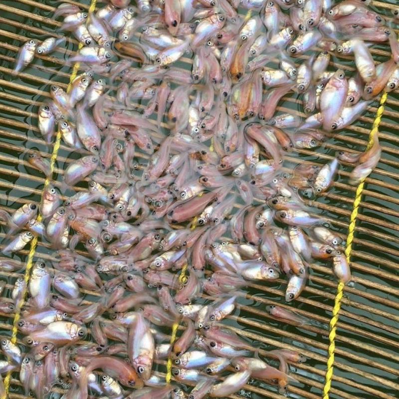 红罗非鱼苗彩虹蜩鱼苗珍珠蜡鱼苗淡水养殖星洲红罗