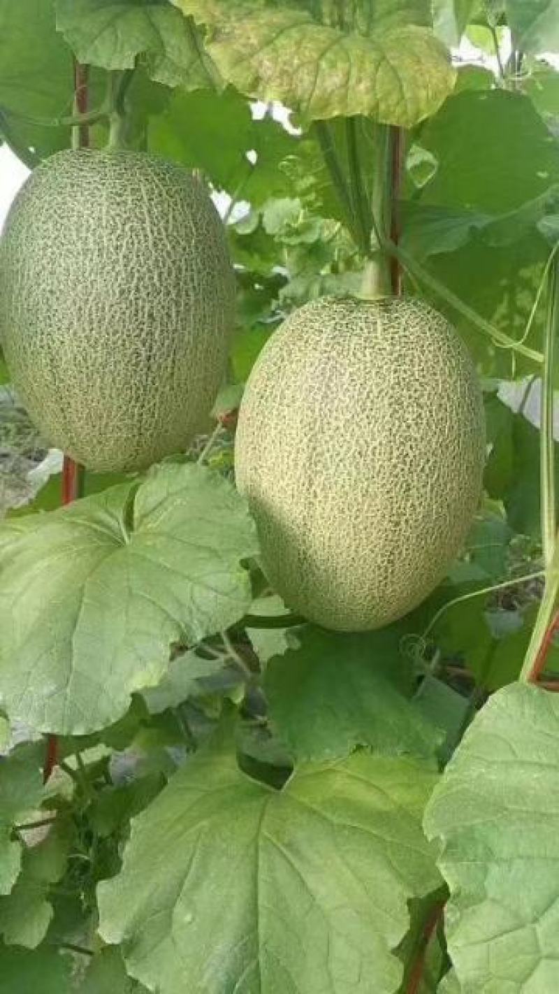 久红瑞香瓜大量上市中。