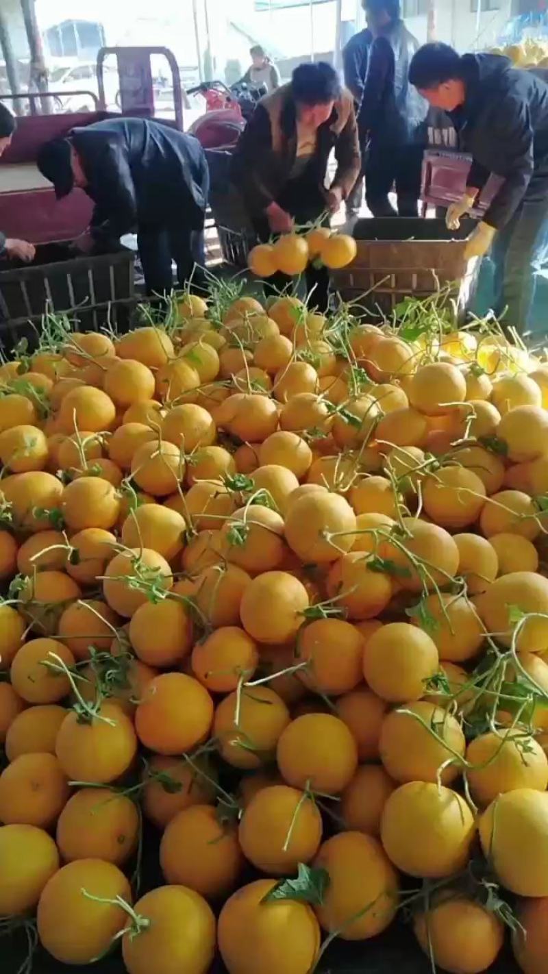 久红瑞香瓜大量上市中。