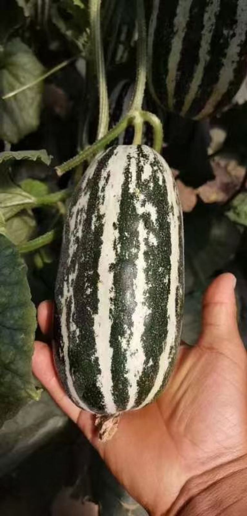 久红瑞香瓜大量上市中。