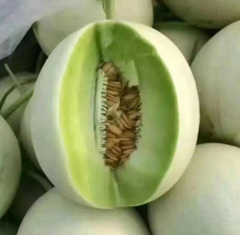 久红瑞香瓜大量上市中。